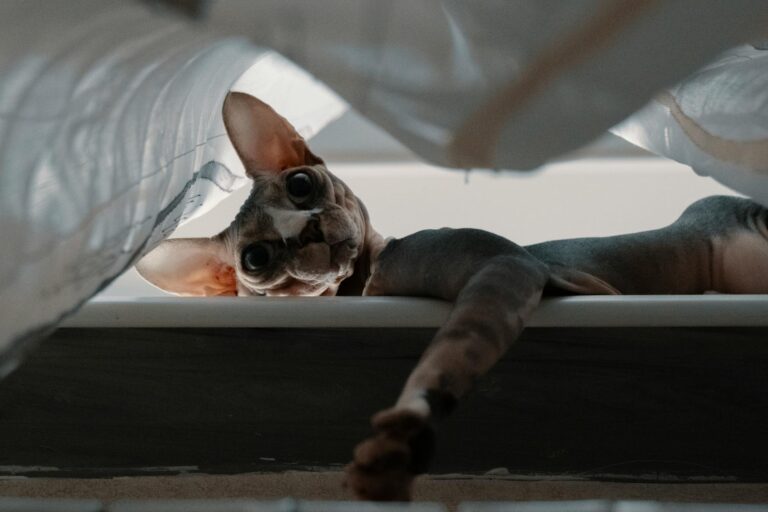 길냥이 TNR 신청 꿀팁 알아보자