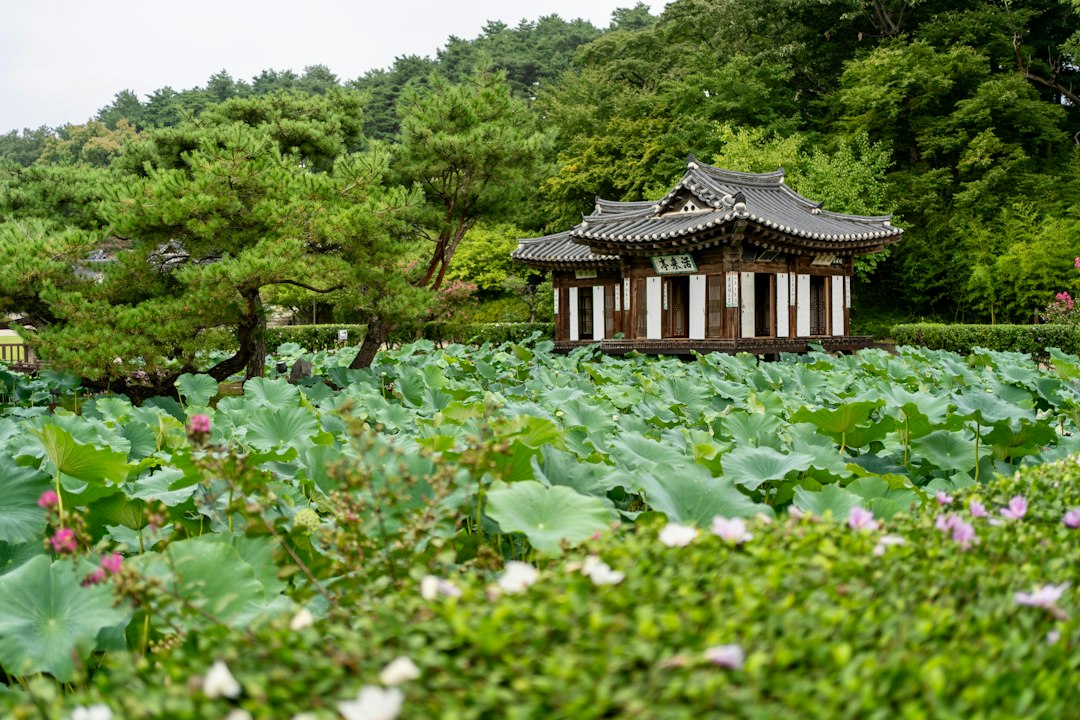 산양산삼가격 참고 이미지 2