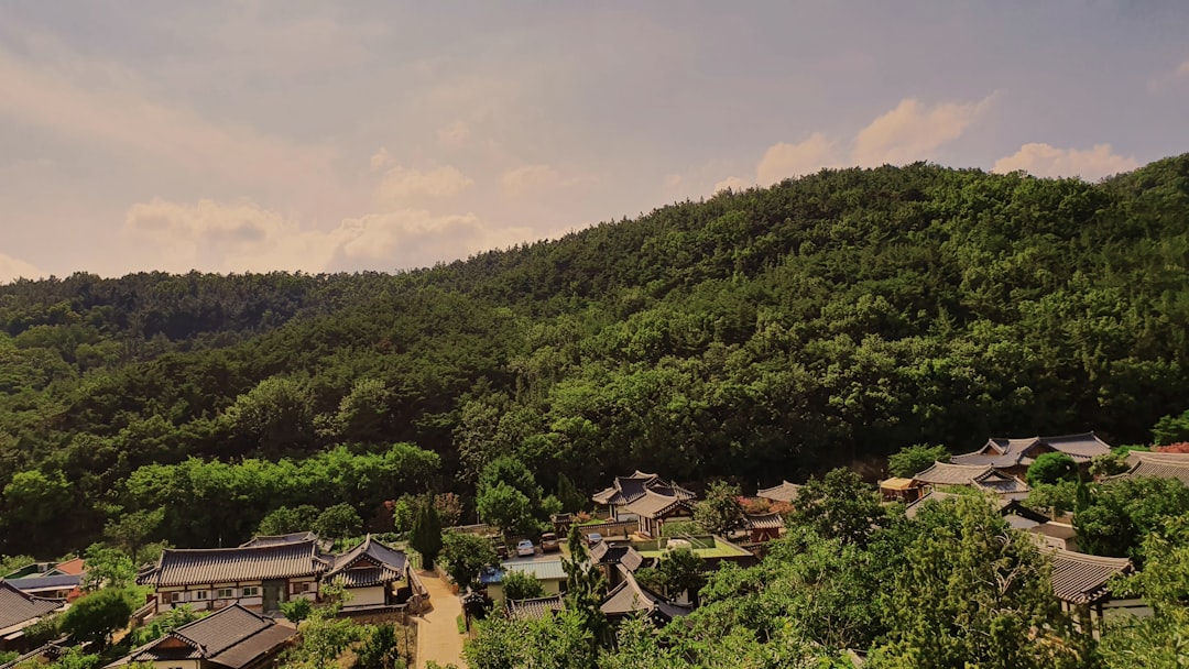 산양삼주 참고 이미지 2