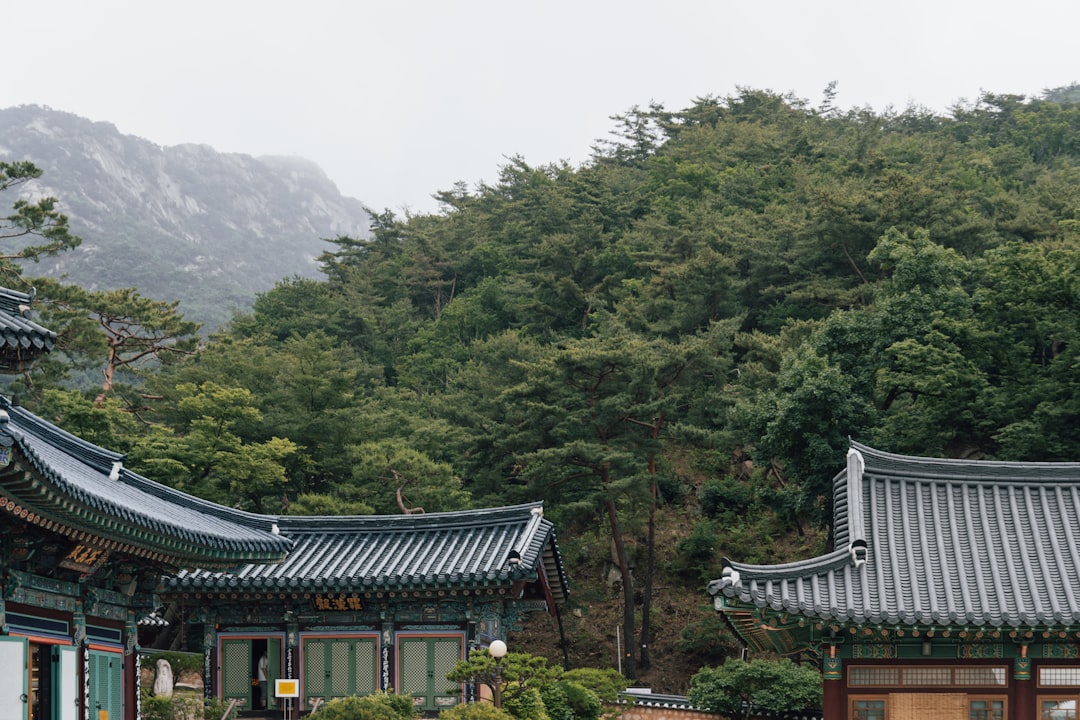 자연산산삼 참고 이미지 2